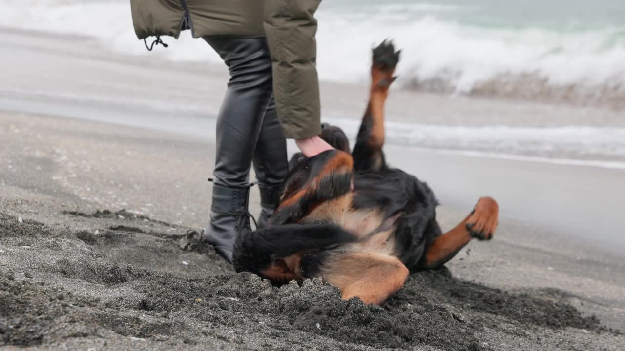 狗在海边和女主人附近的沙滩上翻筋斗视频素材