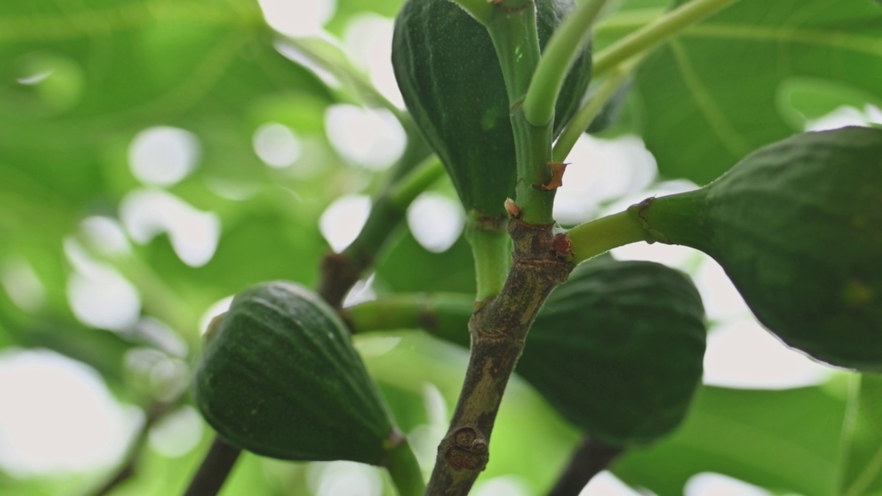 在阳光明媚的日子里，无花果树的树枝上挂着绿色的无花果。收获无花果、果树、种植、栽培、健康食品、维生素。有选择性的重点视频素材