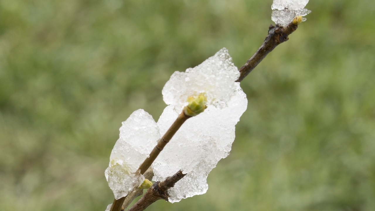 积雪融化的分支- ECU视频素材