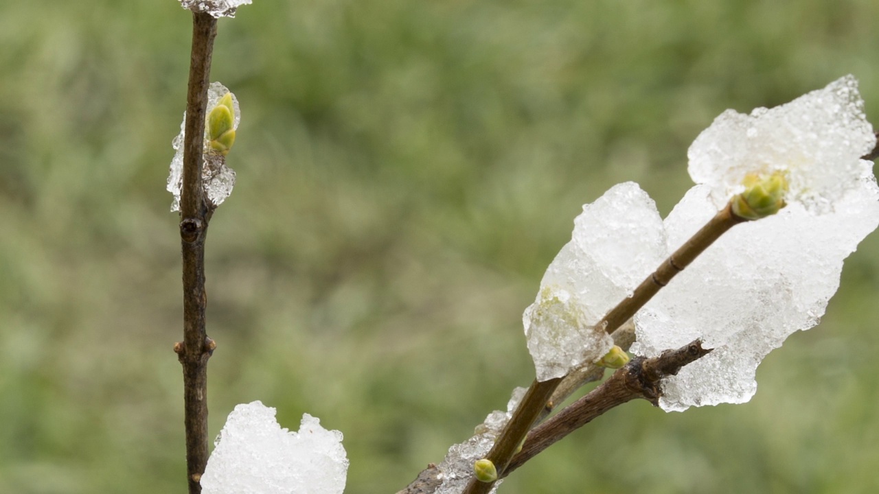 ECU树枝上的融雪视频素材