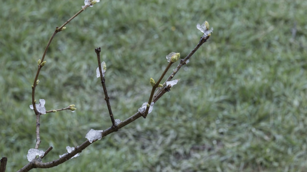 树枝上的雪正在融化视频素材