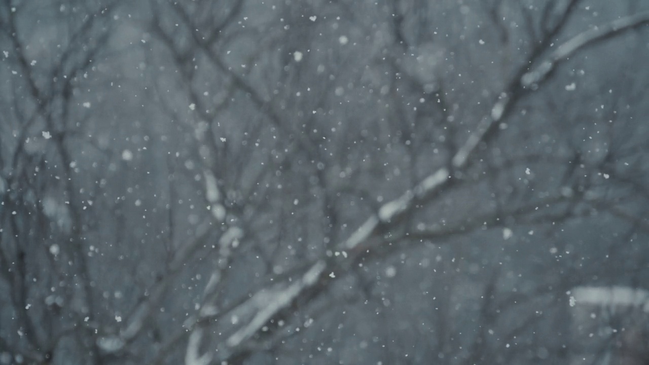 雪落在枝头——懒懒地视频素材