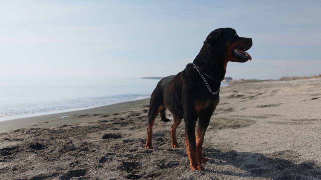 罗威纳犬坐在海滩上，背景是大海视频素材