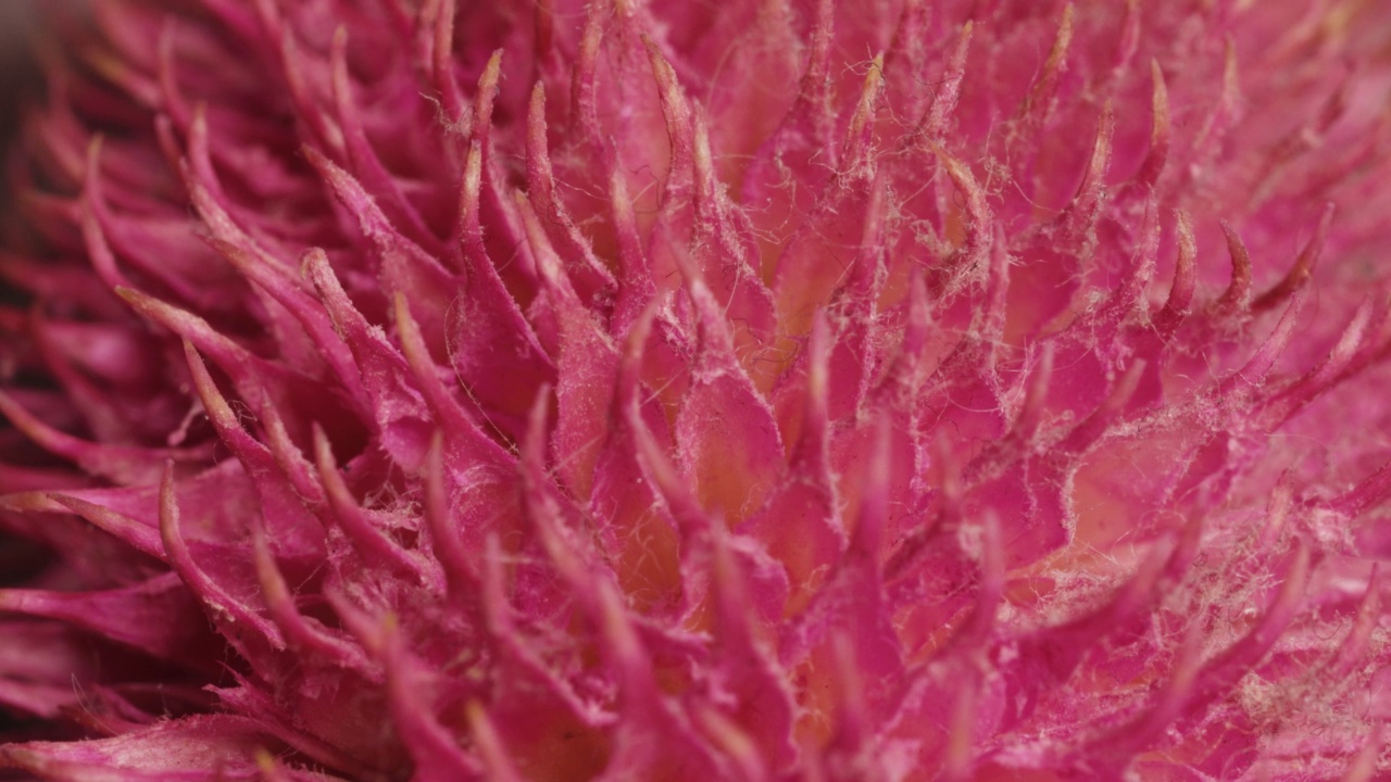 微距幻灯片拍摄，一棵多刺的粉红色植物，上面粘着毛。视频素材