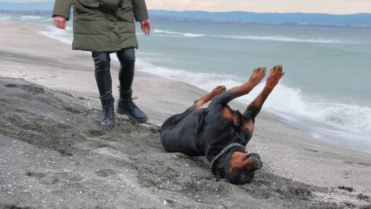 狗在海边和女主人附近的沙滩上翻筋斗视频素材