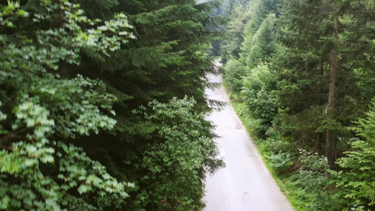 山间云杉林路视频素材