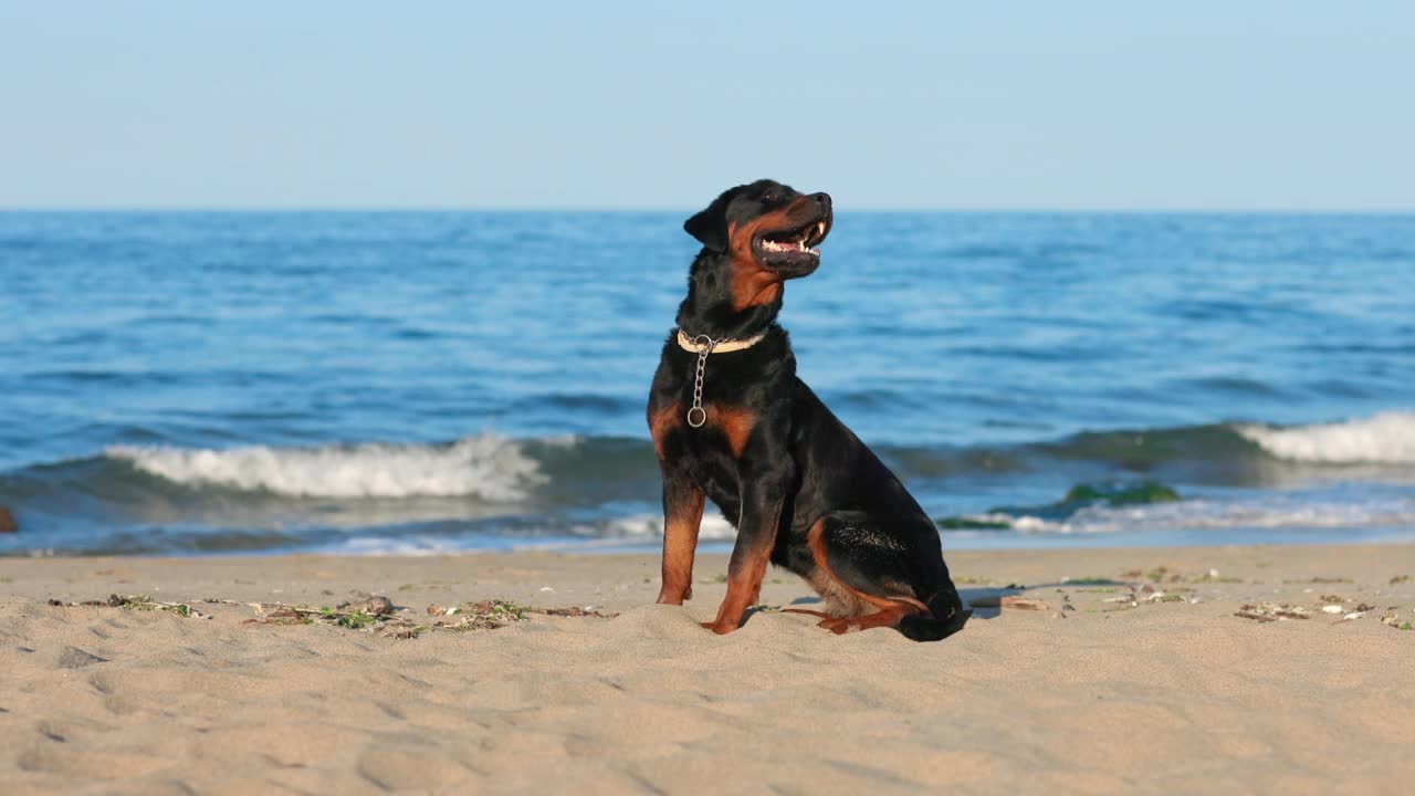 罗威纳犬坐在海滩上，背景是大海视频素材