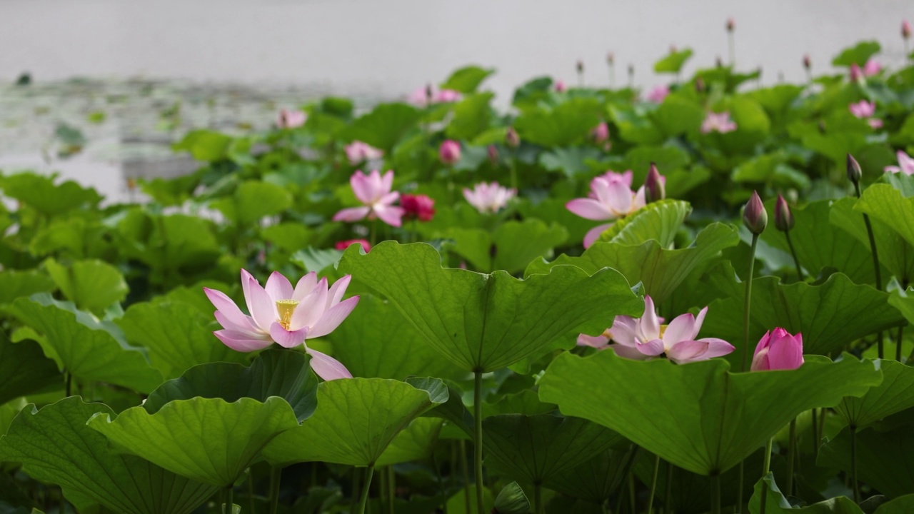 朵朵荷花随风摇曳视频下载