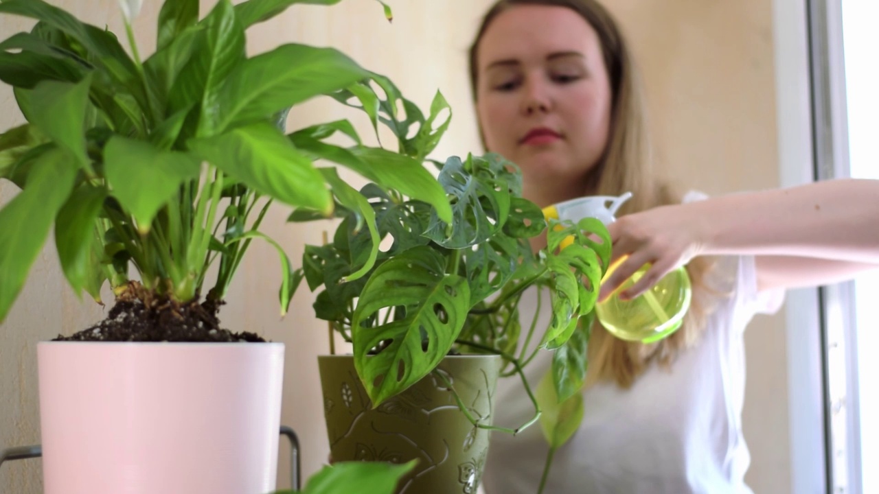 一名年轻女子正在花盆里喷洒怪兽菌视频素材