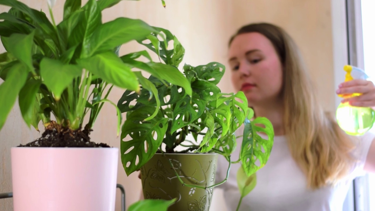 一名年轻女子正在花盆里喷洒怪兽菌视频素材