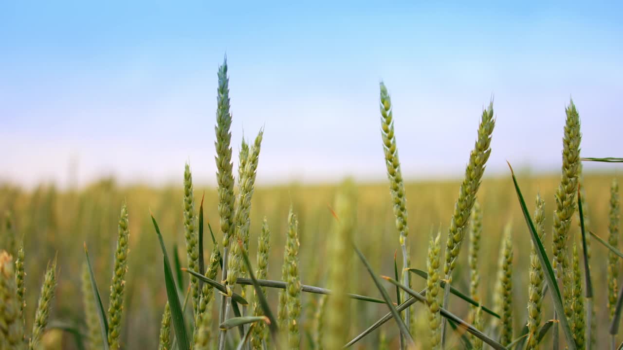 夏季种植小麦的农田。在蓝天的映衬下摇曳的麦穗。关闭了。模糊的背景。视频素材