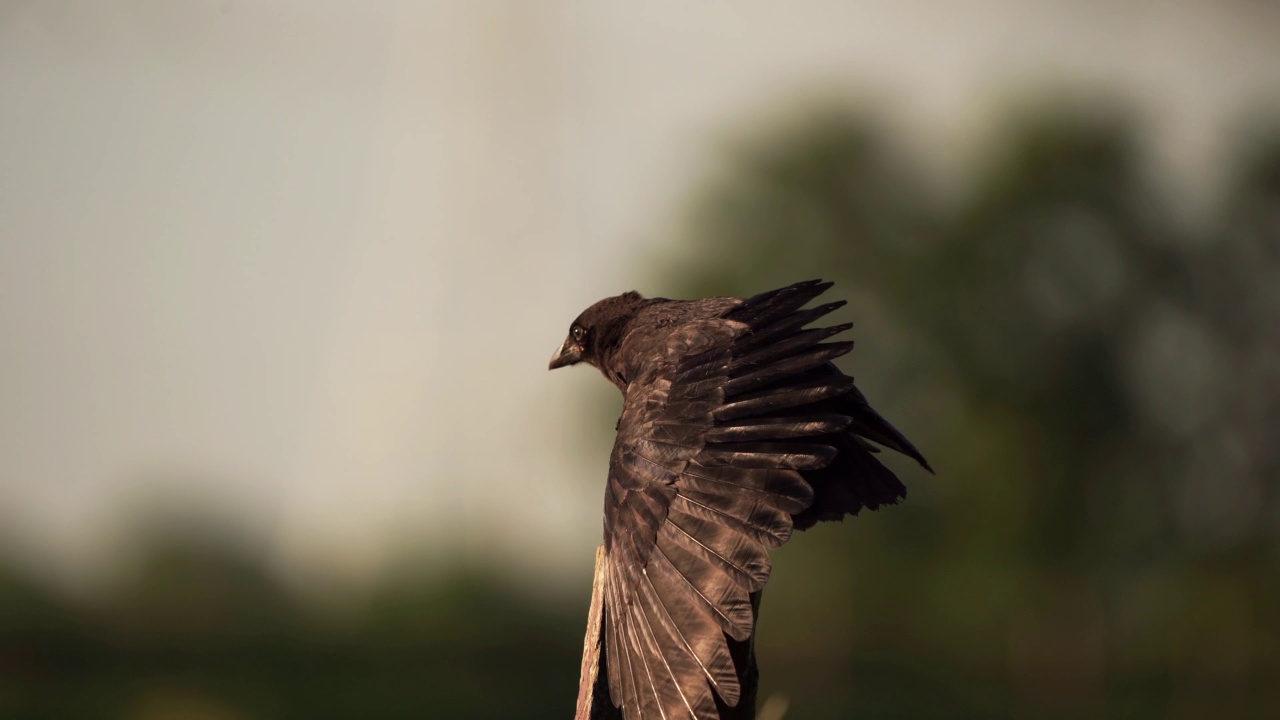 一只幼年腐肉乌鸦(Corvus corone)站在一根木杆上，展开它的翅膀视频素材