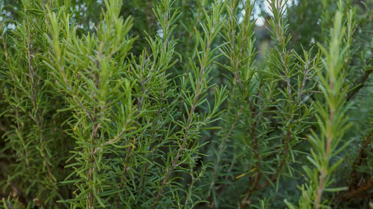 迷迭香植物的细节视频素材