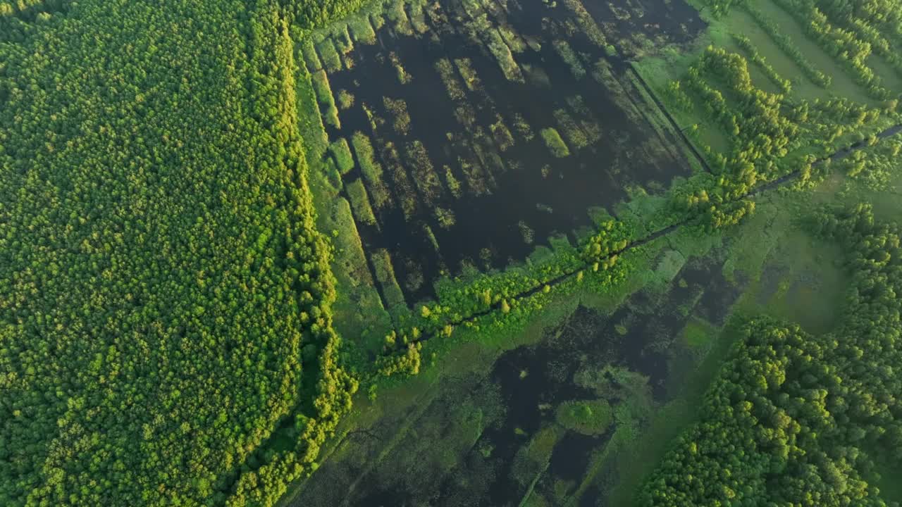 长满青草，苔藓和树木的沼泽。沼泽景观。在潮湿的泥炭地。视频素材