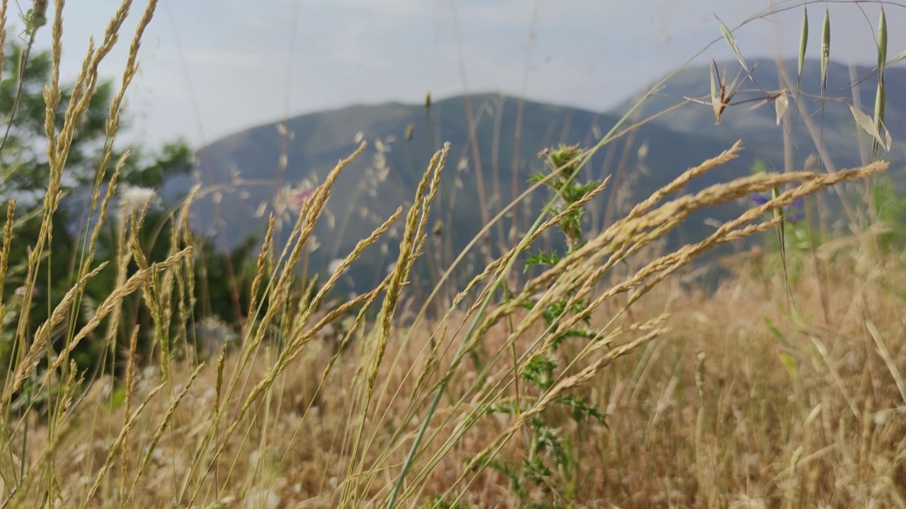 草和山的美丽风景的背景。史诗般的自然背景与潘帕斯草原的天空和云在山上。视频素材