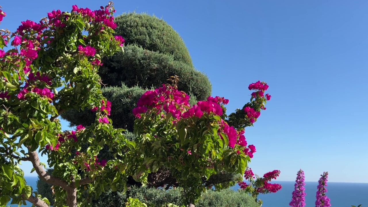 美丽的粉红色九重葛花在地中海花园映衬蓝天在晴朗的夏天。视频素材