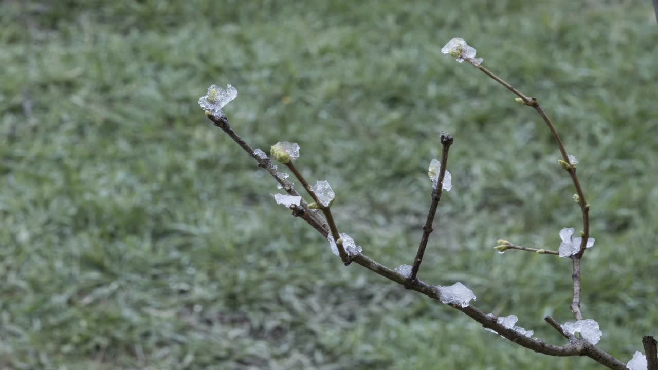 树枝上的雪正在融化视频素材