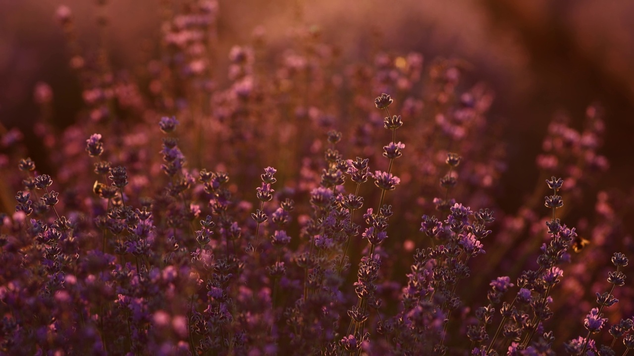 黄昏时，灌木丛和薰衣草芬芳的田野的特写。在巴黎附近的法国普罗旺斯薰衣草地里的紫色芳香的花。视频素材