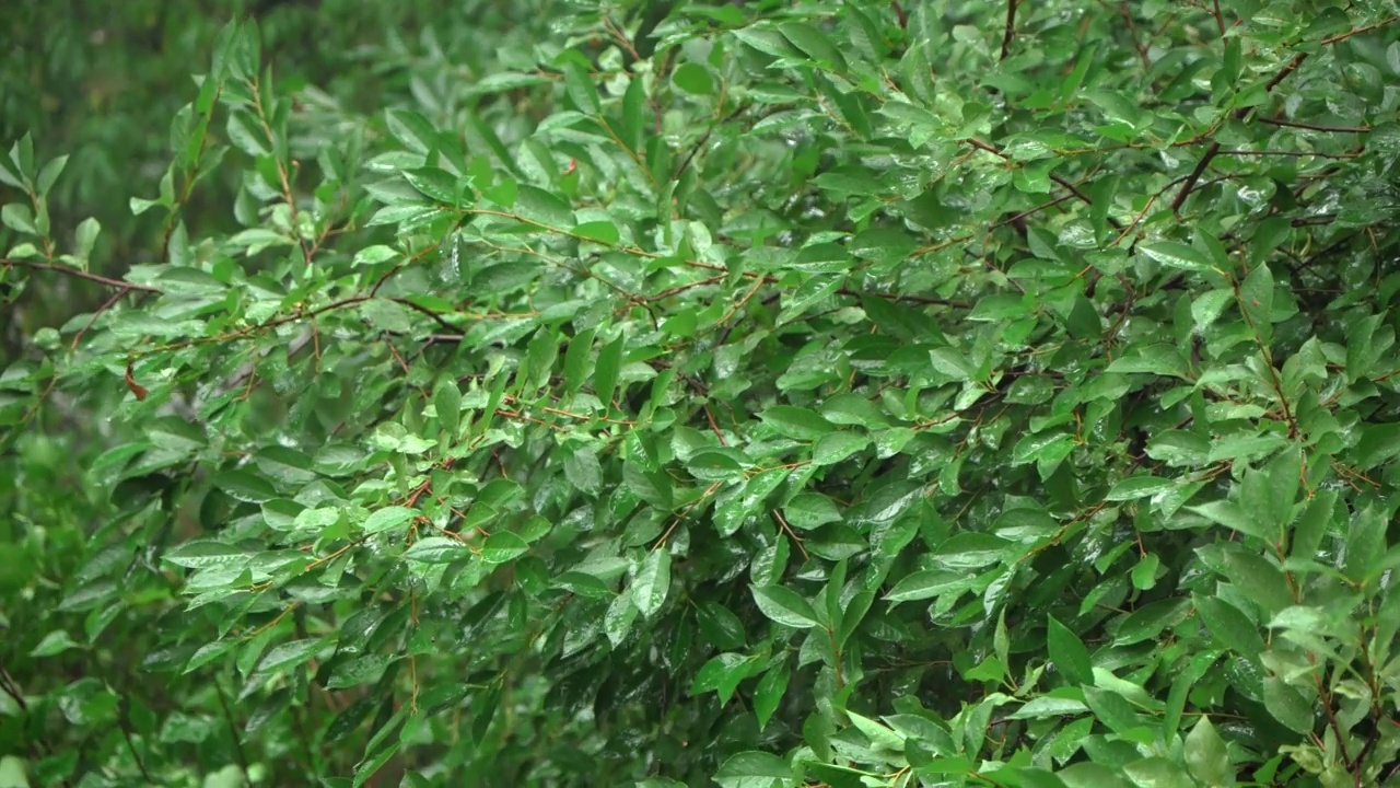 雨中的树长着绿叶。大雨倾盆，天气恶劣。视频素材