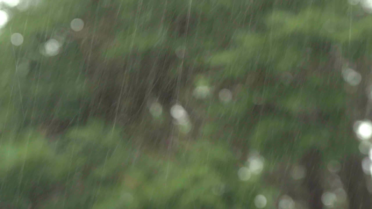 暴雨在绿色植被的衬托下。浅景深。视频素材