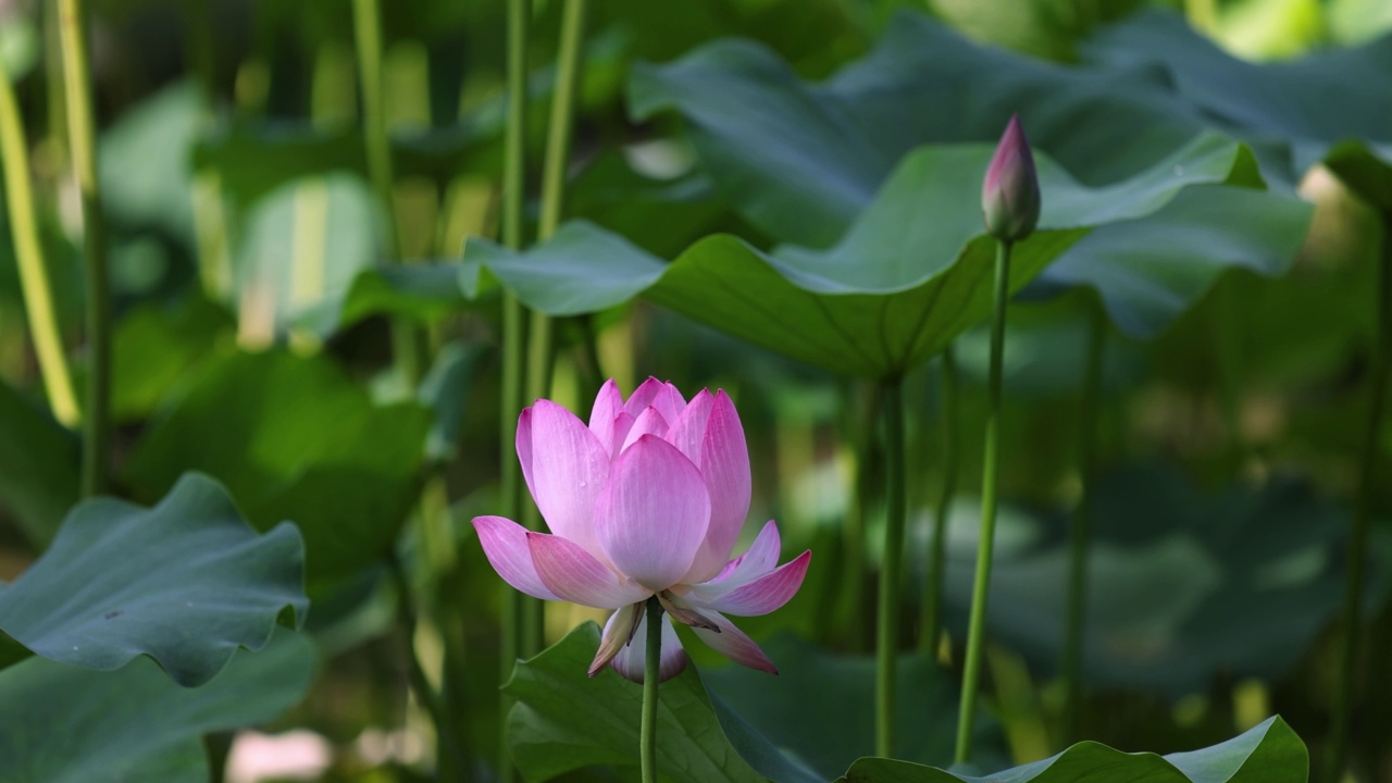 朵朵荷花随风摇曳视频素材