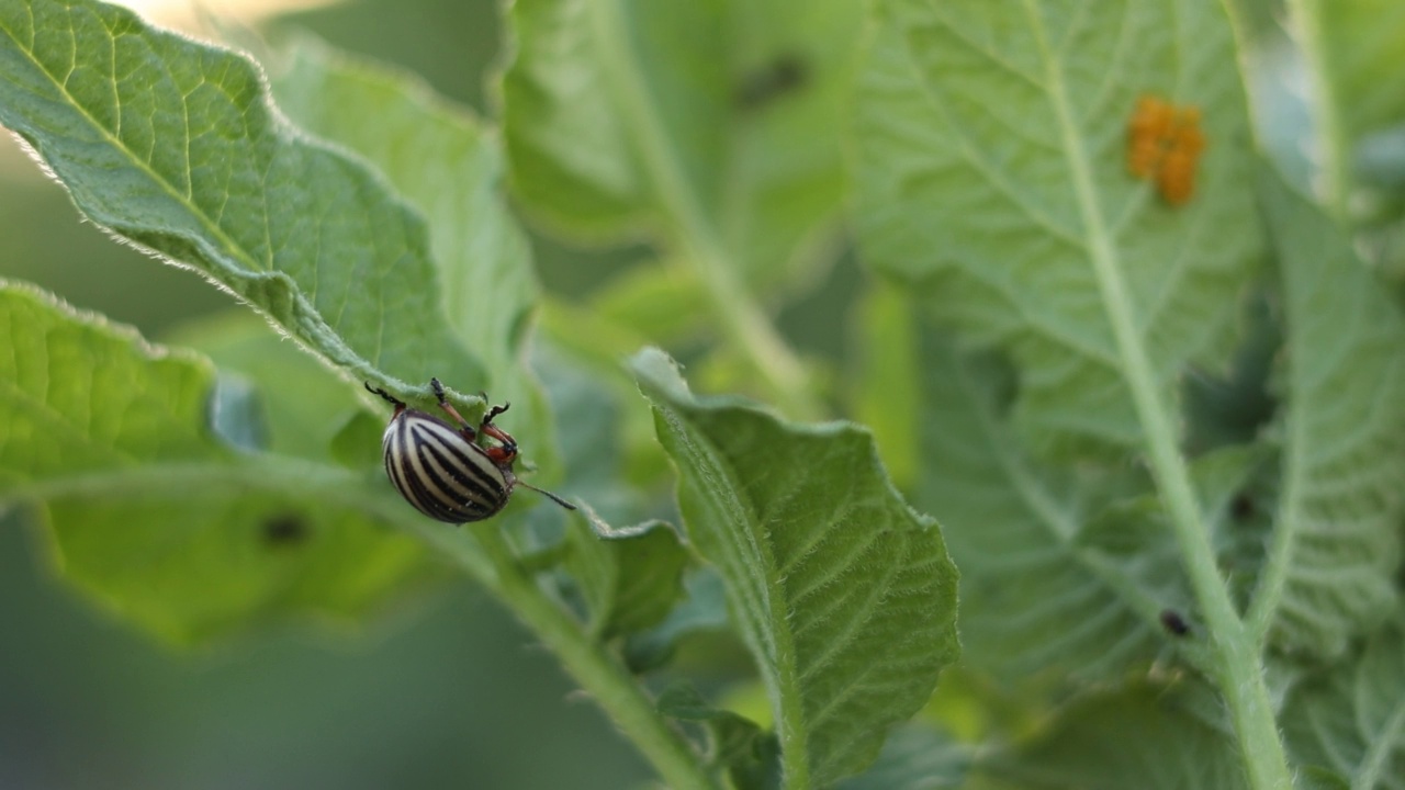 科罗拉多马铃薯甲虫，Leptinotarsa decemlineata，在马铃薯的叶子。对农场和花园的农作物造成巨大损害的害虫。视频素材