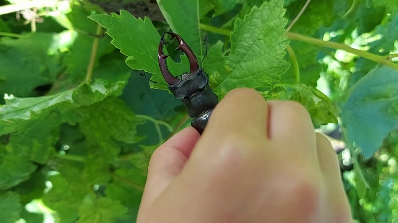 手里拿着鹿角甲虫。绿叶背景上的昆虫。孩子发现世界视频下载