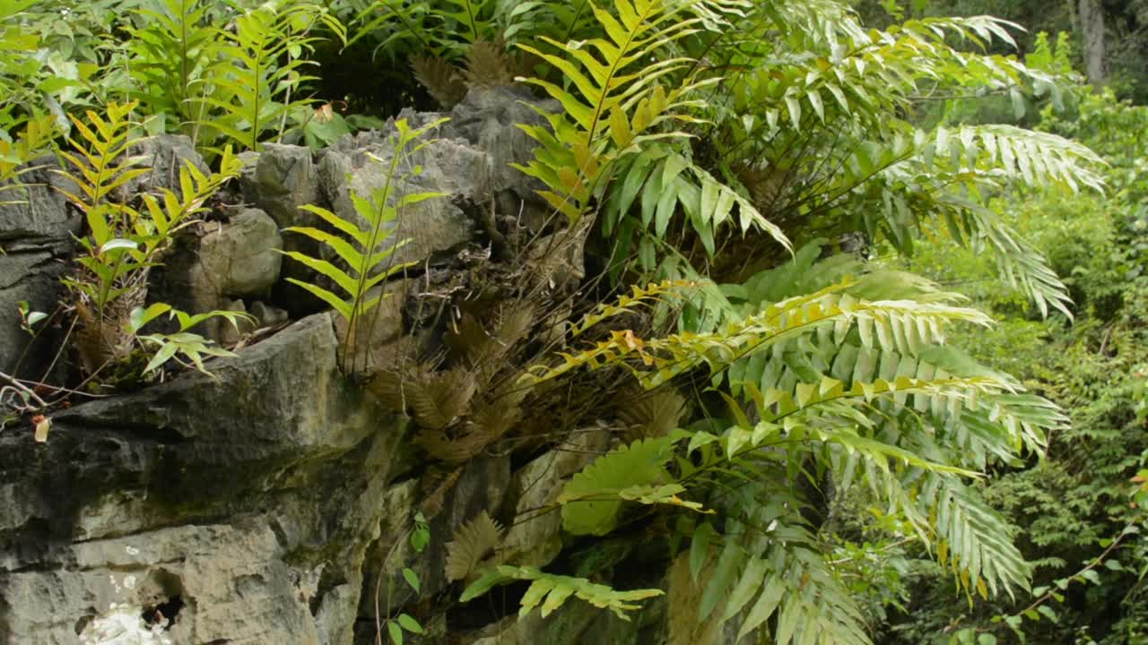 热带森林岩石上密集生长的一丛蕨类植物。郁郁葱葱的观叶植物。视频素材