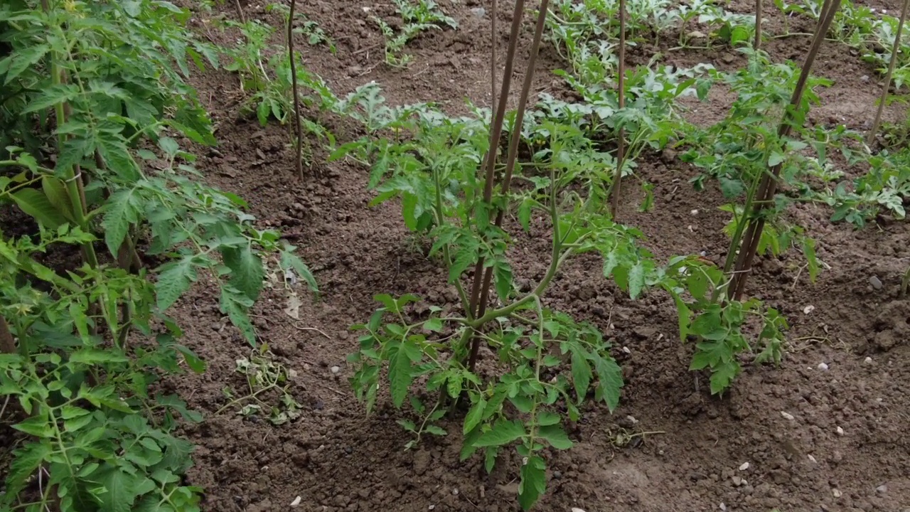 农田里的番茄树苗视频素材