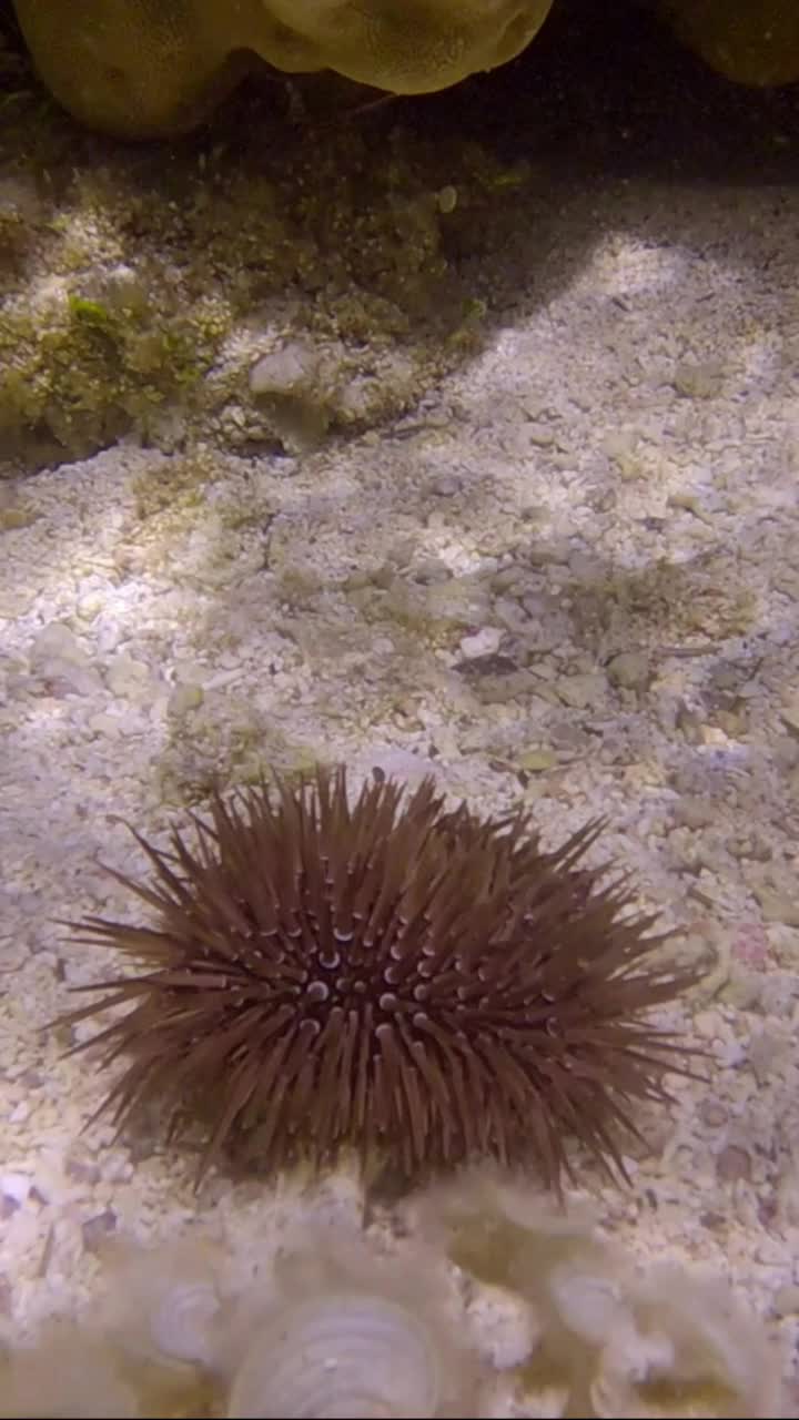 垂直视频:不同种类的热带鱼吃受伤的穴居海胆或钻岩海胆(Echinometra maaei)的特写，躺在布满珊瑚和藻类的海床上。视频素材