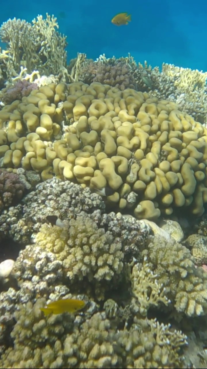 彩色的热带鱼游泳在美丽的珊瑚礁在蓝色的水的背景。海洋中珊瑚礁上的水下生物。镜头向前移动到珊瑚礁附近。视频素材