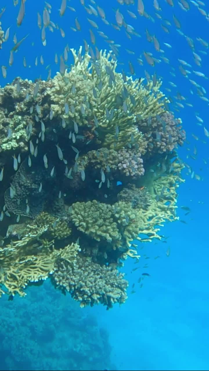 彩色的热带鱼游泳在美丽的珊瑚礁在蓝色的水的背景。海洋中珊瑚礁上的水下生物。镜头向前移动到珊瑚礁附近。视频素材