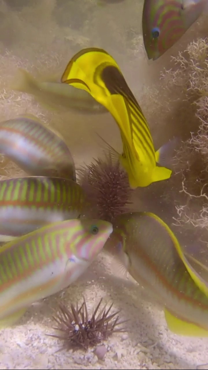 垂直视频:不同种类的热带鱼吃受伤的穴居海胆或钻岩海胆(Echinometra maaei)的特写，躺在布满珊瑚和藻类的海床上。视频素材