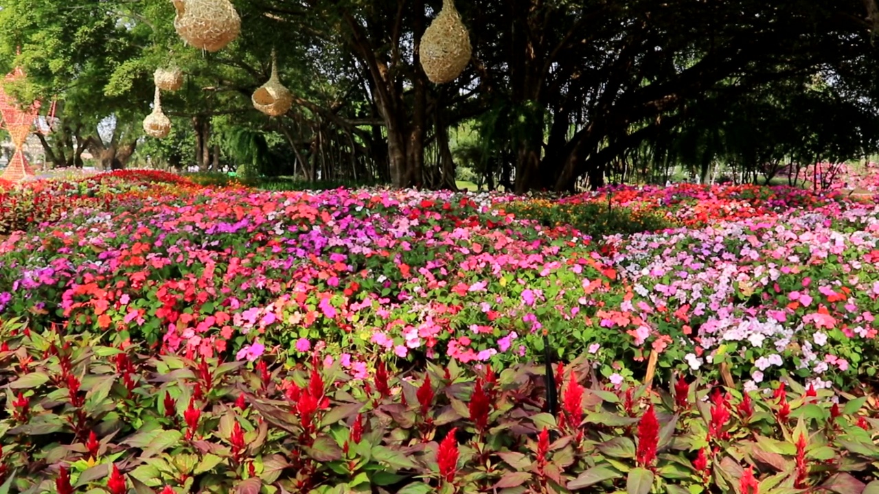 彩色混花视频素材