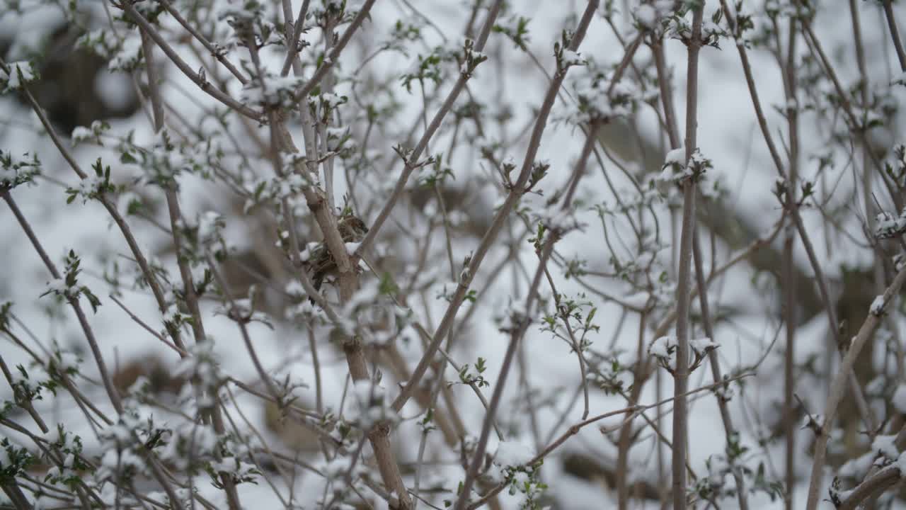 3月1日的冬天视频素材