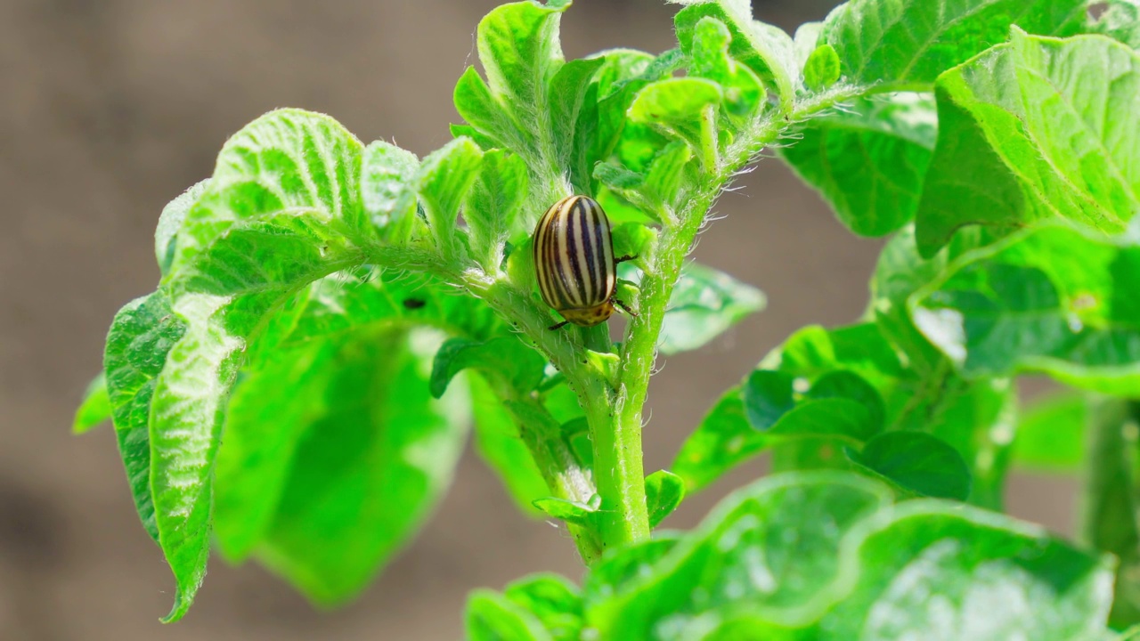 Bug Macro Photo科罗拉多甲虫。在夏季菜园中种植马铃薯灌木视频素材