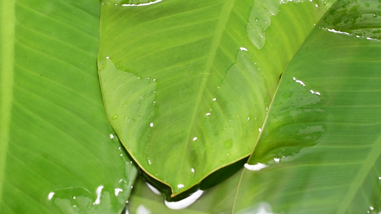 水纹理自然绿叶背景视频素材