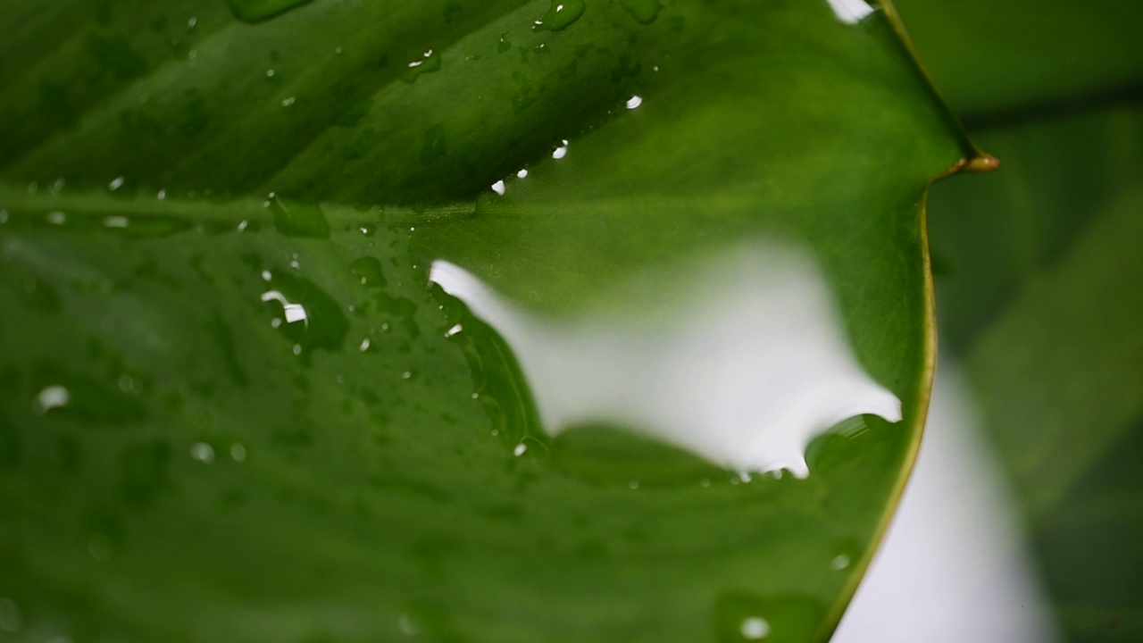 水纹理自然绿叶背景视频素材