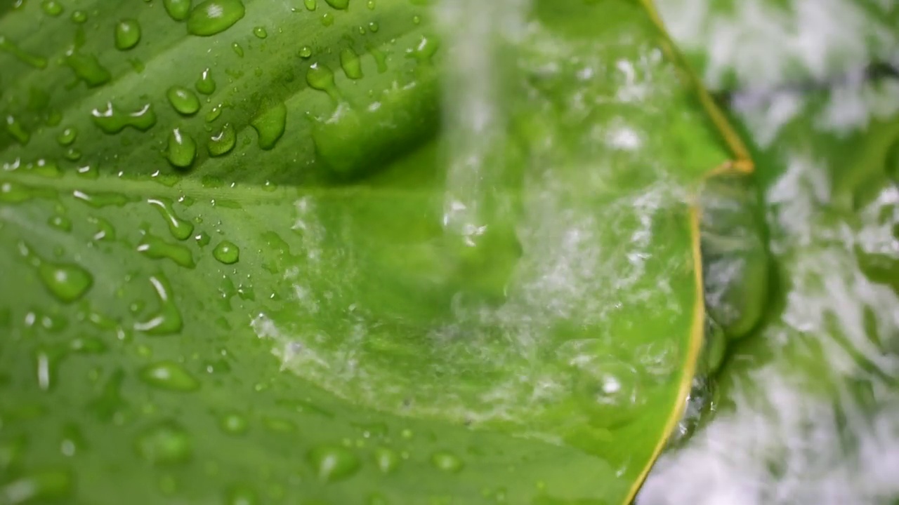 水纹理自然绿叶背景视频素材