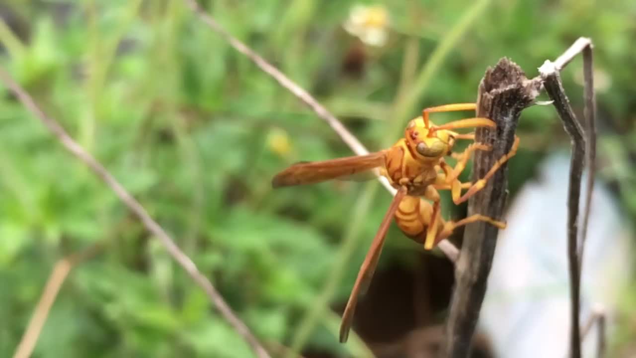 慢动作视频黄色印第安纸黄蜂收集死植物树皮做它的巢视频素材