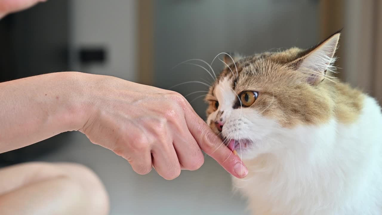 宠物主人喂她的猫液体零食的特写。视频素材