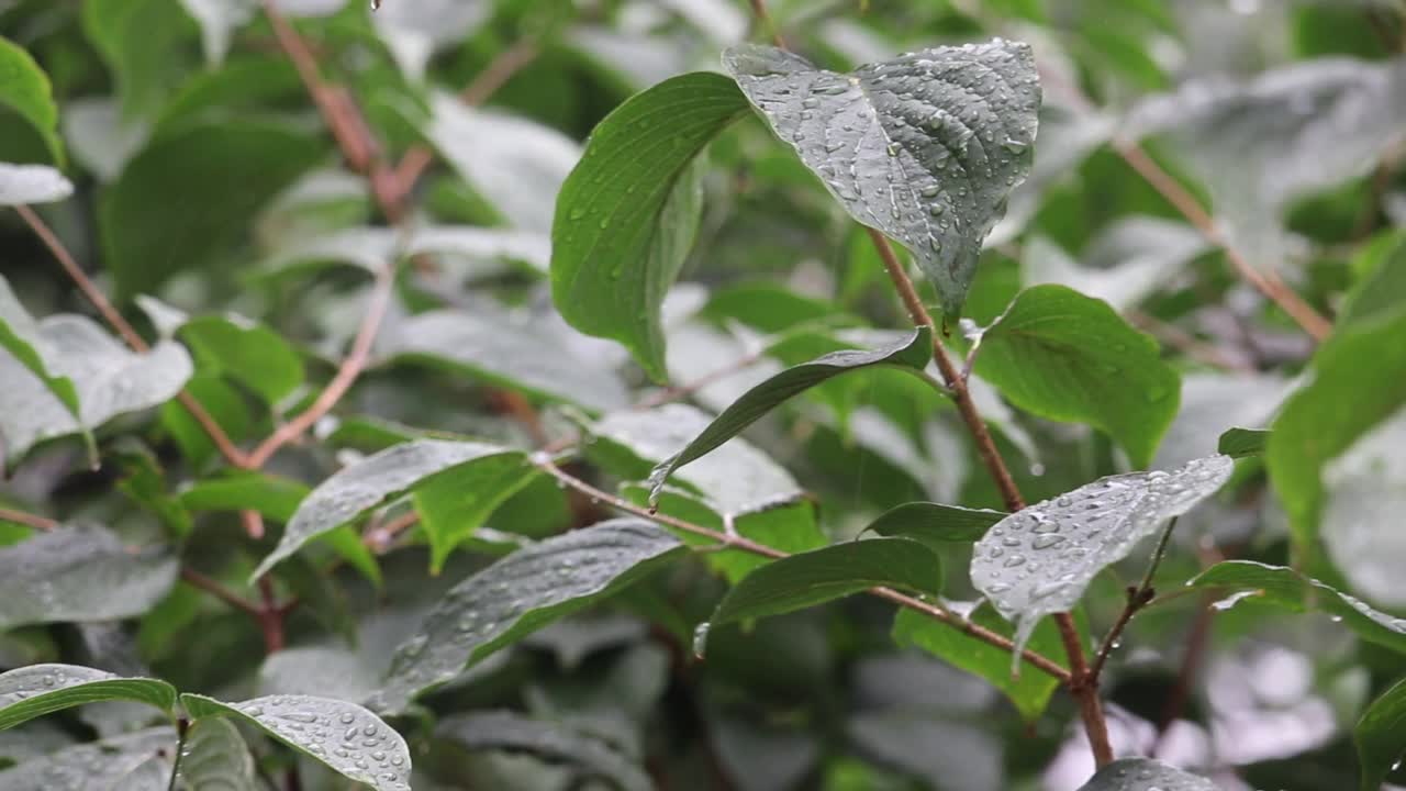 雨水倾泻在绿叶上。视频素材