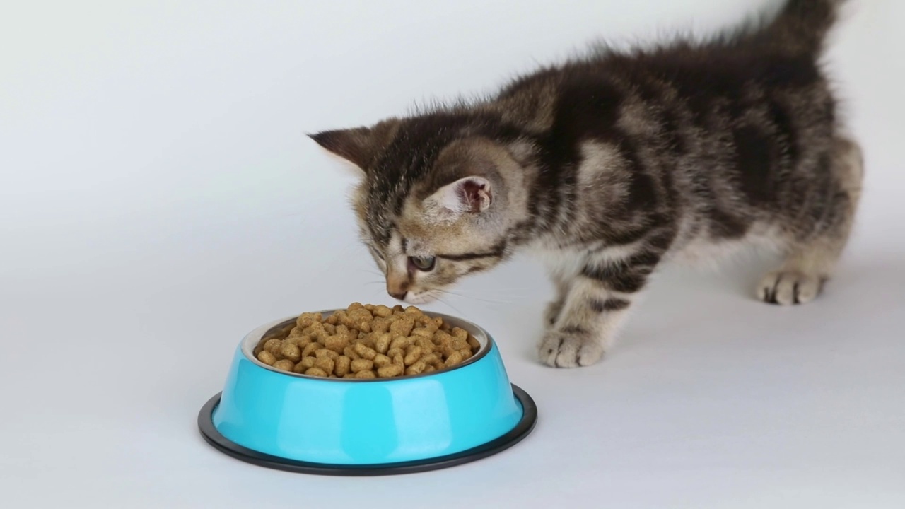 一只棕色的小猫咪走近了一杯食物视频素材