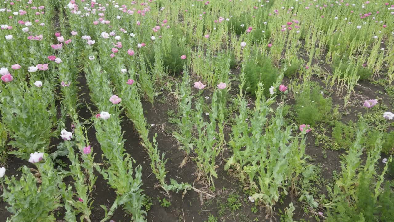 无人机在田野上空飞行，到处是五颜六色的粉色、白色罂粟花视频下载