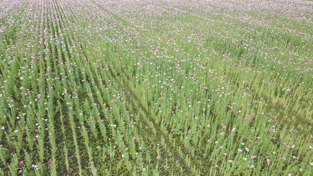 无人机在田野上空飞行，到处是五颜六色的粉色、白色罂粟花视频素材