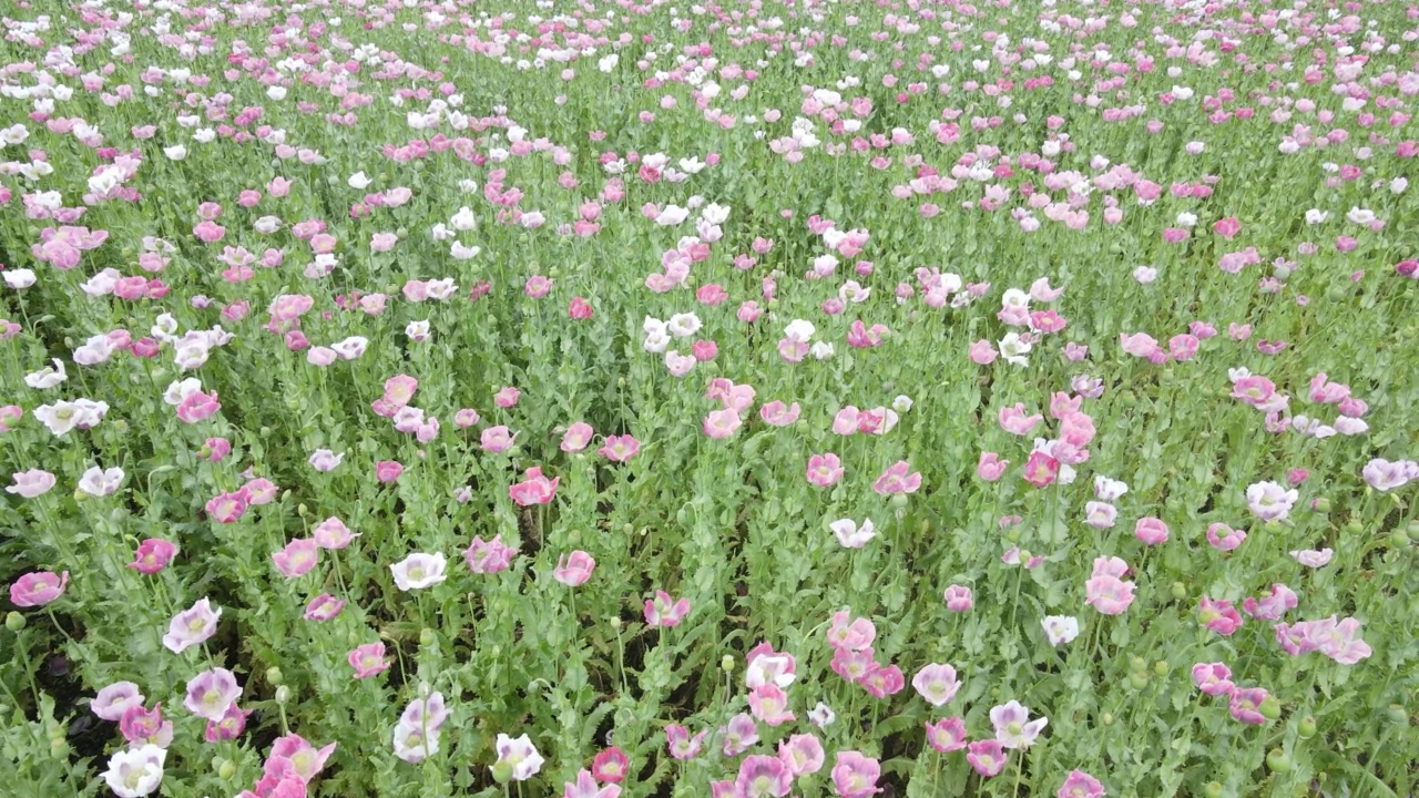 无人机在田野上空飞行，到处是五颜六色的粉色、白色罂粟花视频下载