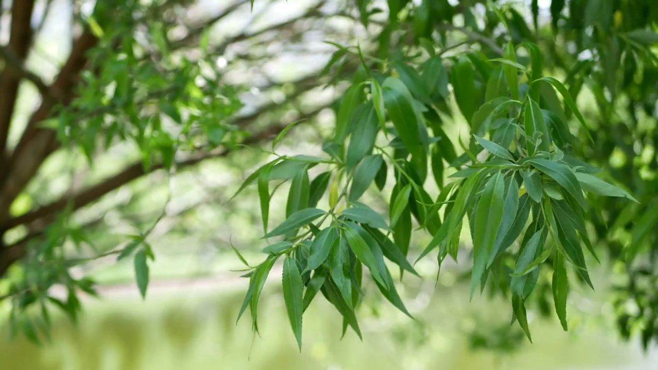 池塘边的柳树。视频素材