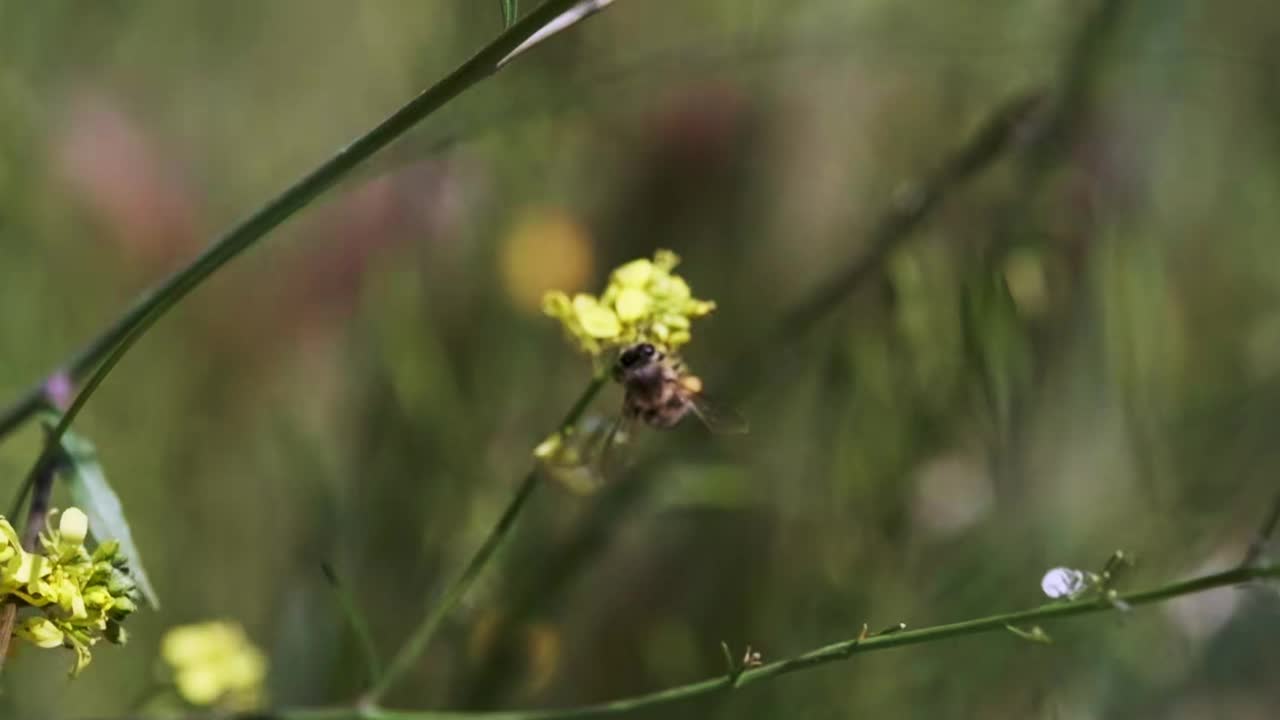 蜜蜂在花上飞行的慢动作镜头视频素材