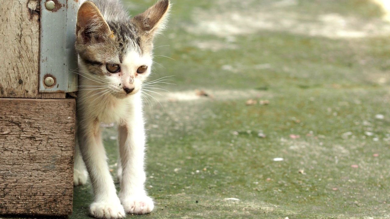 流浪猫宝宝视频素材