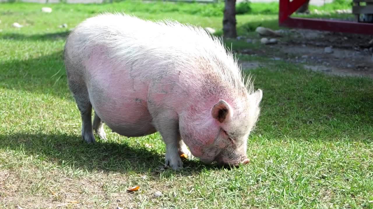 一只猪在白天吃草视频素材